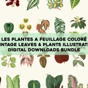 Pflanzen der Farbe Vintage Botanische Illustrationen Druckbare Wand Kunst Bundle Digitaler Download Blumen Blumen Collage Kit Kommerzielle Nutzung