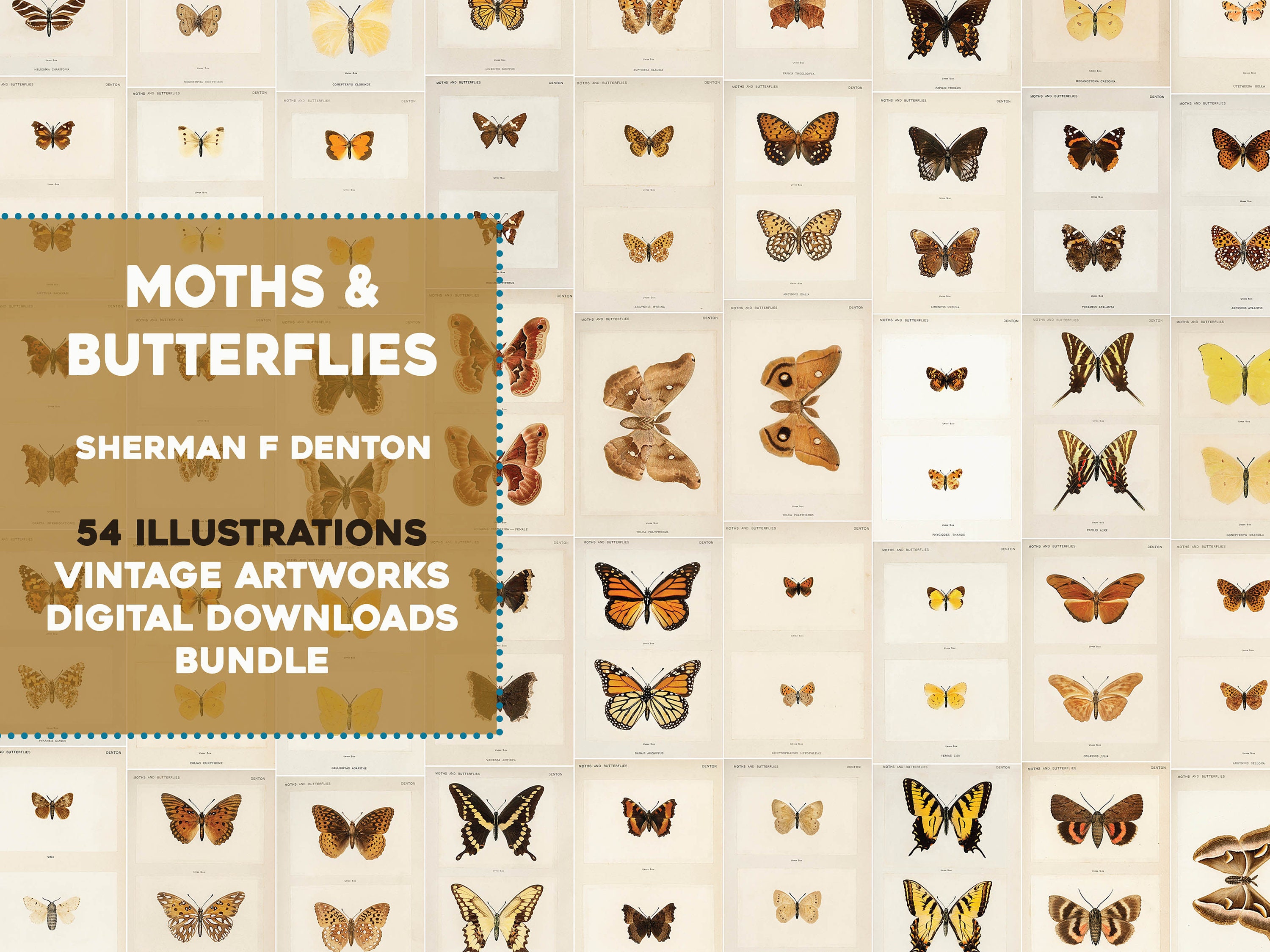 【洋書】Stumpwork Butterflies & Moths Stumpwork Butterflies & Moths by Jane Nicholas – a Book