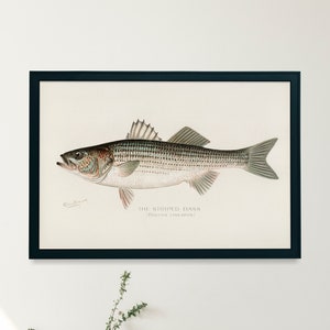 Striped Bass Striper Fish Illustration Print | Single Printable Wall Art | Fish of North America | Vintage Fly Fisherman Digital Download
