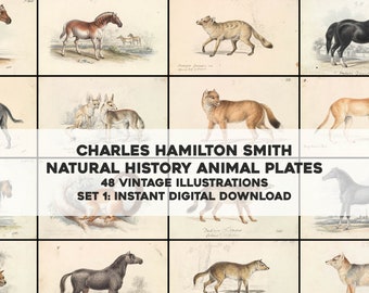48 fantastiche illustrazioni di animali mammiferi / pacchetto di immagini stampabile pacchetto di arte murale / download digitale istantaneo uso commerciale 1