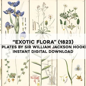 49 exotische flora planten botanische illustraties | HQ afbeeldingsbundel afdrukbaar | Directe digitale download | Fysiek commercieel gebruik