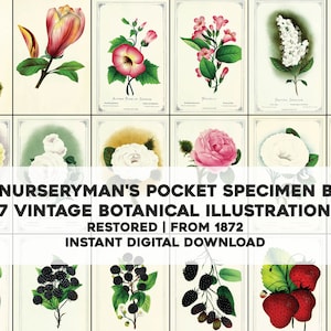 77 Obst & Blumen Illustrationen Kinderzimmer Taschen Specimen | HQ Image Bundle/Druckbare Wandkunst | Sofortiger digitaler Download Kommerzielle Nutzung