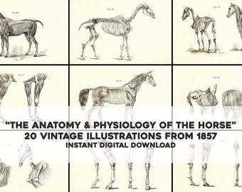 May include: A set of 20 vintage illustrations of horse anatomy and physiology from 1857. The illustrations are in black and white and show the skeletal and muscular systems of the horse.