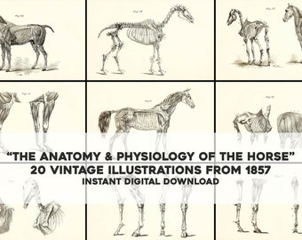 20 placas de biología veterinaria: "La anatomía y fisiología del caballo" / Paquete de arte de pared imprimible vintage / Descarga digital Uso comercial