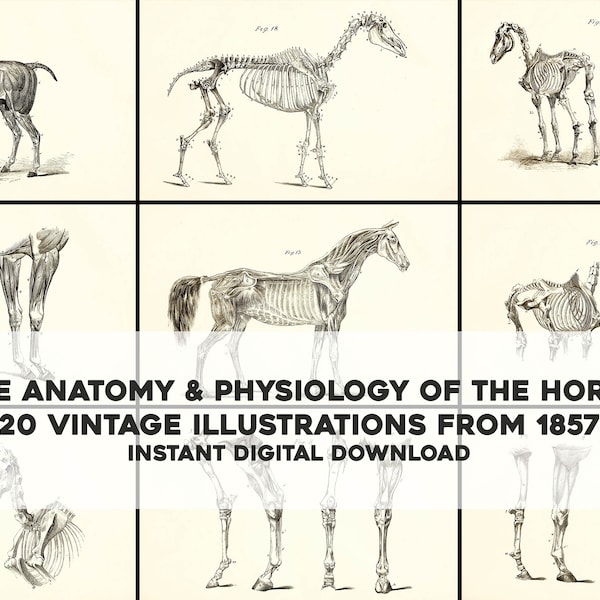 20 Veterinary Biology Plates: "The anatomy & physiology of the horse" | Vintage Printable Wall Art Bundle | Digital Download Commercial Use