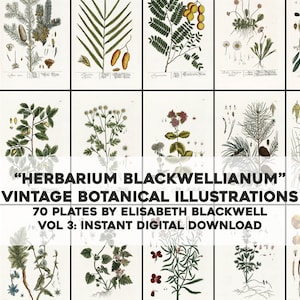 Herbarium Blackwellianum Set 3 - 70 Restored Botanical Images | HQ Image Bundle Printable Wall Art | Instant Digital Download Commercial Use