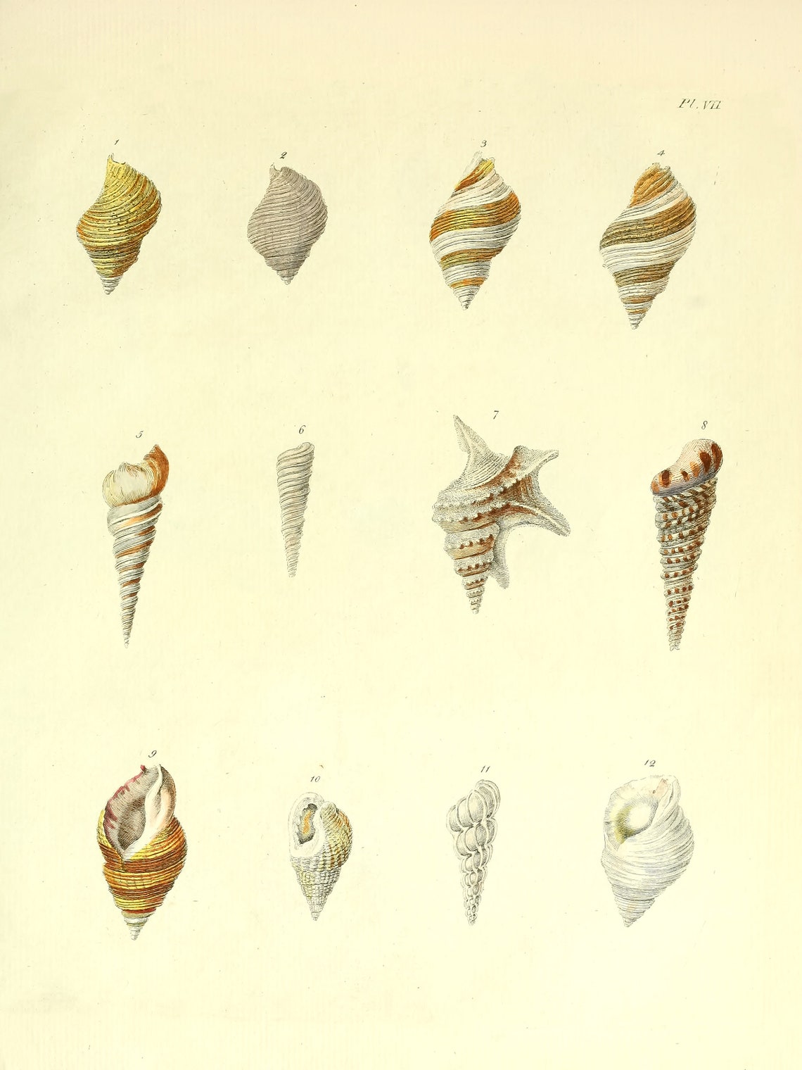 17 Shell Illustrations Natural History Shells of Britain | Vintage ...