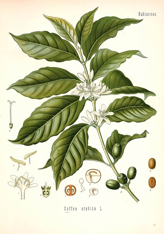 Arabian Coffee Plant Print | Single Printable Wall Art | Kohler's Medicinal  Plants | Vintage Botanical Flower Illustration Digital Download