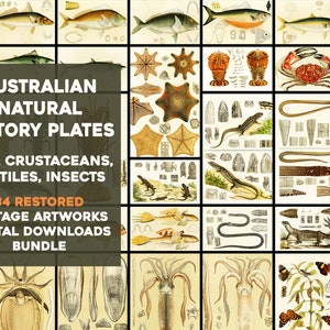 May include: A collection of 34 restored vintage illustrations of Australian fish, crustaceans, reptiles, and insects. The illustrations are in a detailed, scientific style and feature a variety of species, including fish, crabs, lizards, and butterflies.