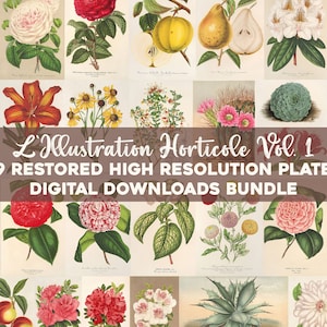 Illustrazioni botaniche vintage Stampabile Wall Art Bundle Download digitale Collage Kit Pianta medicinale Floreale Ephemera Flower Uso commerciale