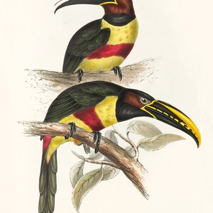 May include: Two Chestnut-eared Aracari birds perched on a branch with green leaves. The birds have black, yellow, and red plumage. The birds have long, yellow beaks with black stripes. The text "PTEROGLOSSUS CASTINOTIUS. Chestnut-eared Aracari." is printed below the birds.