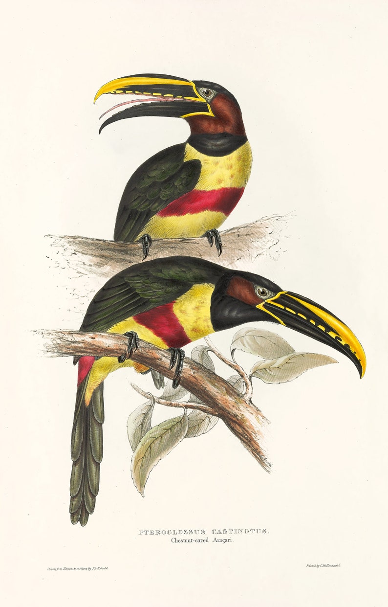 May include: Two Chestnut-eared Aracari birds perched on a branch with green leaves. The birds have black, yellow, and red plumage. The birds have long, yellow beaks with black stripes. The text "PTEROGLOSSUS CASTINOTIUS. Chestnut-eared Aracari." is printed below the birds.