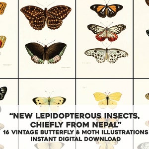 16 Restaurierte Lepidoptera aus Nepal Schmetterling Illustrationen | HQ Image Bundle Druckbare Wandkunst | Sofortiger Download Kommerzielle Nutzung