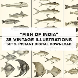 35 Black & White Fish of India Biological Illustrations | Image Bundle/Printable Wall Art | Instant Digital Download Commercial Use 2