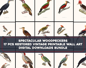 17 Hermosas ilustraciones de pájaros carpinteros Imagen de alta resolución/Paquete de arte de pared imprimible Aves vintage Descarga digital Uso comercial