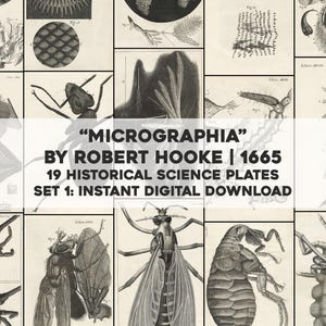 Pode incluir: Uma coleção de 19 placas científicas históricas de "Micrographia" de Robert Hooke, publicada em 1665. As ilustrações em preto e branco retratam várias observações científicas, incluindo insetos e estruturas vegetais. O texto "MICROGRAPHIA" é visível.