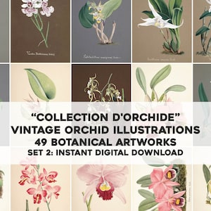 49 illustrations botaniques d'orchidées, lot 2 | Bundle d'images vintage, papier pour travaux manuels et artistiques imprimables | Téléchargement numérique instantané Utilisation commerciale