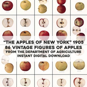 86 mele di New York illustrazioni fotografiche botanico / pacchetto immagine HQ/stampabile Wall Art / Download digitale istantaneo uso commerciale