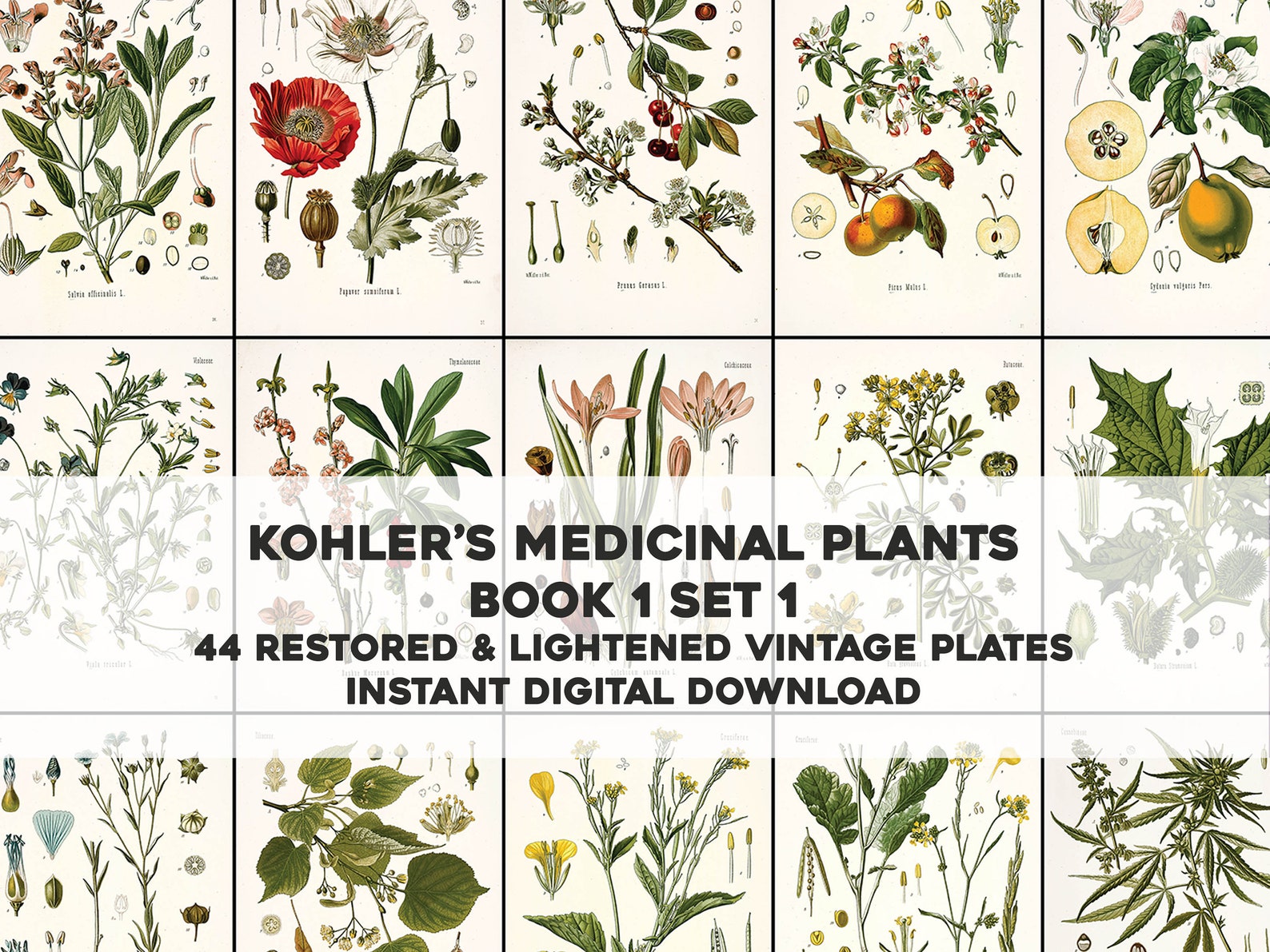 44 Whitened Kohler's Medicinal Plant Illustrations Book 1 Etsy