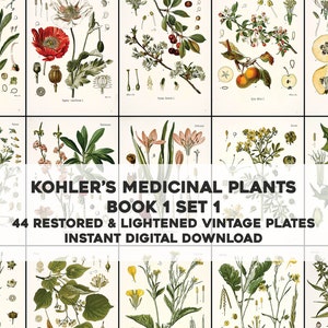 44 Whitened Kohler's Heilpflanze Illustrationen Buch 1 Set 1 | HQ Image Bundle | Sofortiger digitaler Download | Physische kommerzielle Nutzung