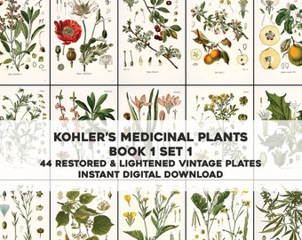 44 Illustrations de plantes médicinales de Kohler blanchies Livre 1 Set 1 | Ensemble d'images HQ | Téléchargement numérique instantané | Utilisation commerciale physique