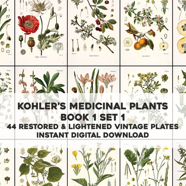 44 Illustrations de plantes médicinales de Kohler blanchies Livre 1 Set 1 | Ensemble d'images HQ | Téléchargement numérique instantané | Utilisation commerciale physique