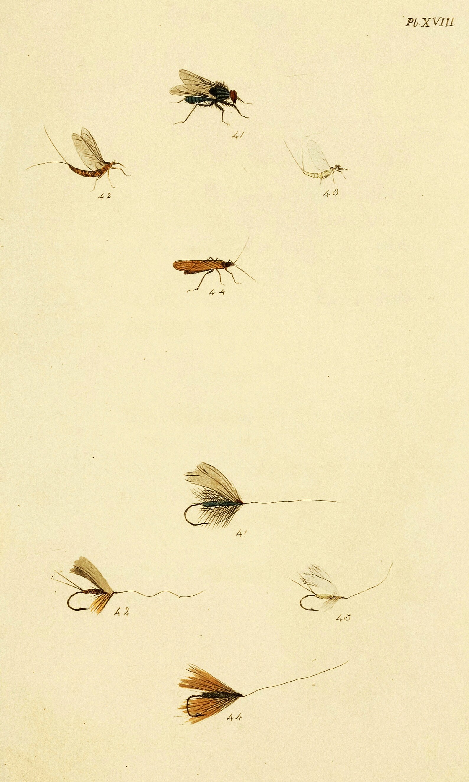 Trout Insect Fly Fisher's Entomology Vintage Trout Insect Illustrations | Image ...