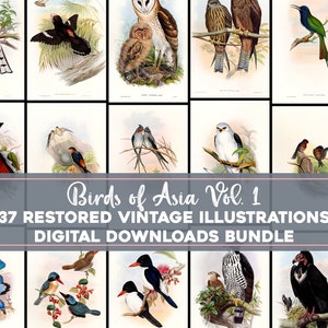 Vögel Asiens Vol. 1 Vintage Illustrationen Hochauflösendes Bild/druckbare Wandkunst Bundle Vintage Vögel Digitaler Download Kommerzielle Nutzung