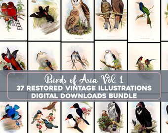 Aves de Asia vol. 1 Ilustraciones vintage Imagen de alta resolución/Paquete de arte de pared imprimible Aves vintage Descarga digital Uso comercial