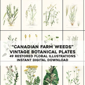 Farm Weeds of Canada Illustrazioni botaniche / 49 immagini minimaliste vintage Bundle risorsa / Download digitale istantaneo per uso commerciale