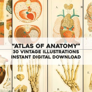 30 ilustrações de atlas vintage manchado de anatomia | Arte para impressão do pacote de imagens de biologia | Download digital instantâneo para uso comercial