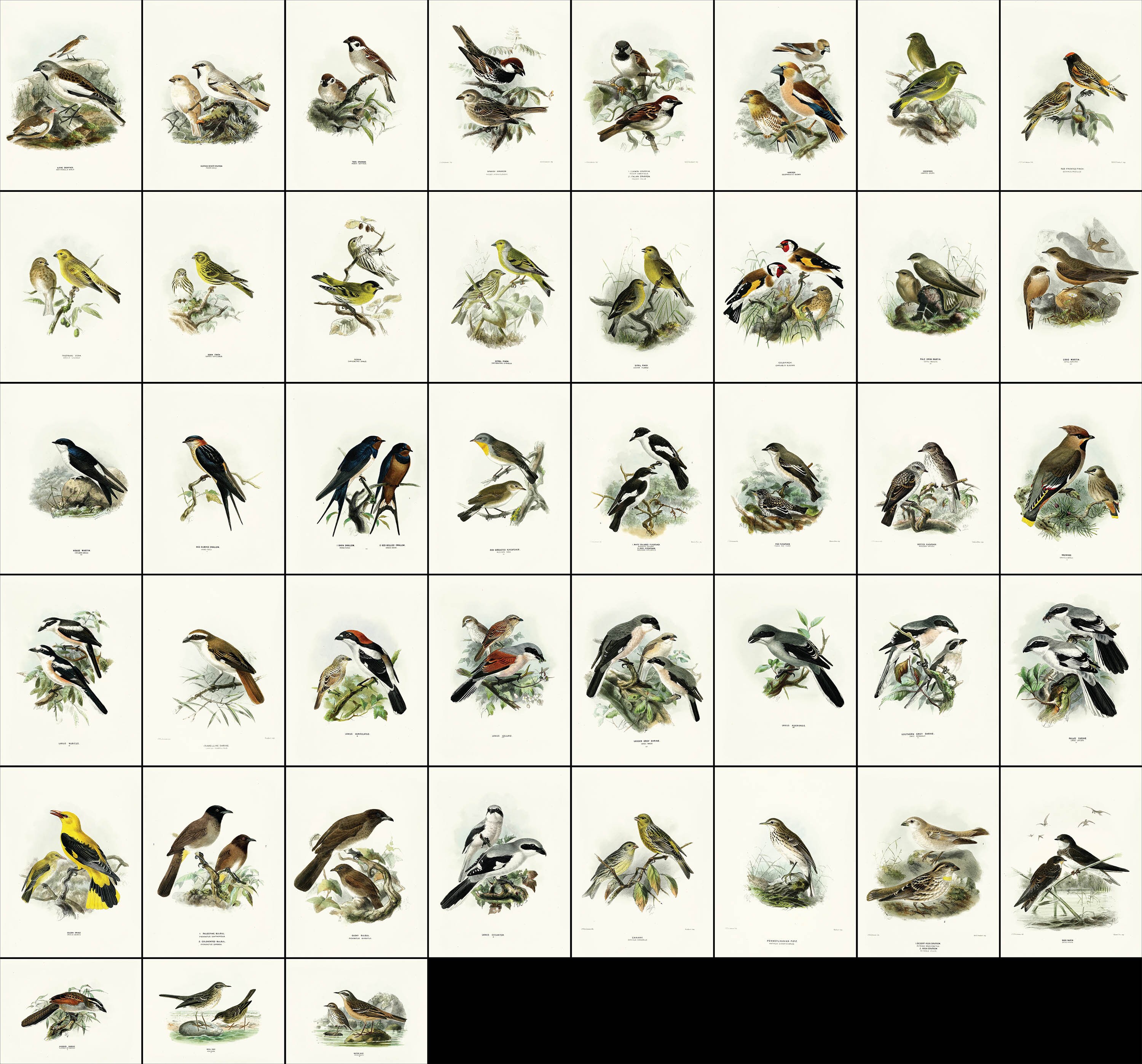 43 Beautiful History of Birds of Europe Illustrations