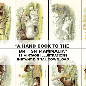 May include: A collection of 32 vintage illustrations of British mammals, including a deer, a cow, a rabbit, and squirrels. The illustrations are in black and white and have a hand-drawn style. "A HAND-BOOK TO THE BRITISH MAMMALIA" and "32 VINTAGE ILLUSTRATIONS INSTANT DIGITAL DOWNLOAD" are written in black text on a white background.