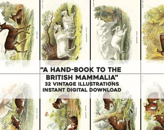 32 British Mammal Animal Images Natural History Plates | HQ Image Bundle Printable Wall Art | Instant Download Commercial Use