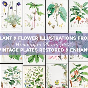 May include: A collection of 25 vintage botanical illustrations of Himalayan plants from 1855. The illustrations are restored and enhanced, featuring detailed drawings of flowers, leaves, and stems in vibrant colors.