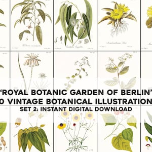 30 Illustrations botaniques florales du Jardin botanique royal de Berlin | Lot d'images/art mural imprimable | Téléchargement numérique instantané Utilisation commerciale 2