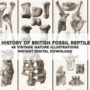 Könnte beinhalten: Eine Sammlung von 48 Vintage-Illustrationen britischer fossiler Reptilien. Die Illustrationen sind in Schwarzweiß gehalten und zeigen verschiedene Knochen und Skelette. Der Text "A HISTORY OF BRITISH FOSSIL REPTILES" und "48 VINTAGE NATURE ILLUSTRATIONS INSTANT DIGITAL DOWNLOAD" wird auf einem weißen Banner angezeigt.