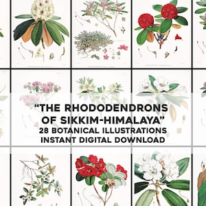 Lovely Himalayan Rhododendron Illustrations | HQ Image Bundle Printable Wall Art | Instant Digital Download Commercial Use