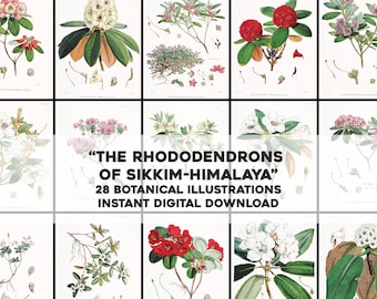 Lovely Himalayan Rhododendron Illustrations | HQ Image Bundle Printable  Wall Art | Instant Digital Download Commercial Use - Etsy