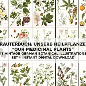 Kräuterbuch Heilpflanzen Set 1 - 43 Botanische Bilder | Bild Bundle Druckbare Wandkunst | Sofortiger digitaler Download Kommerzielle Nutzung