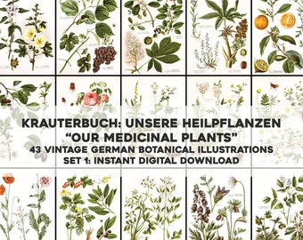 German Herbal Book Medicinal Plants Set 1 - 43 Botanical Images | Image Bundle Printable Wall Art | Instant Digital Download Commercial Use