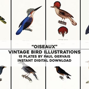 May include: A collection of 15 vintage bird illustrations by Paul Gervais. The illustrations are in a watercolor style and feature a variety of birds, including a kingfisher, a dove, and a toucan. The illustrations are all in black and white and have a vintage feel.