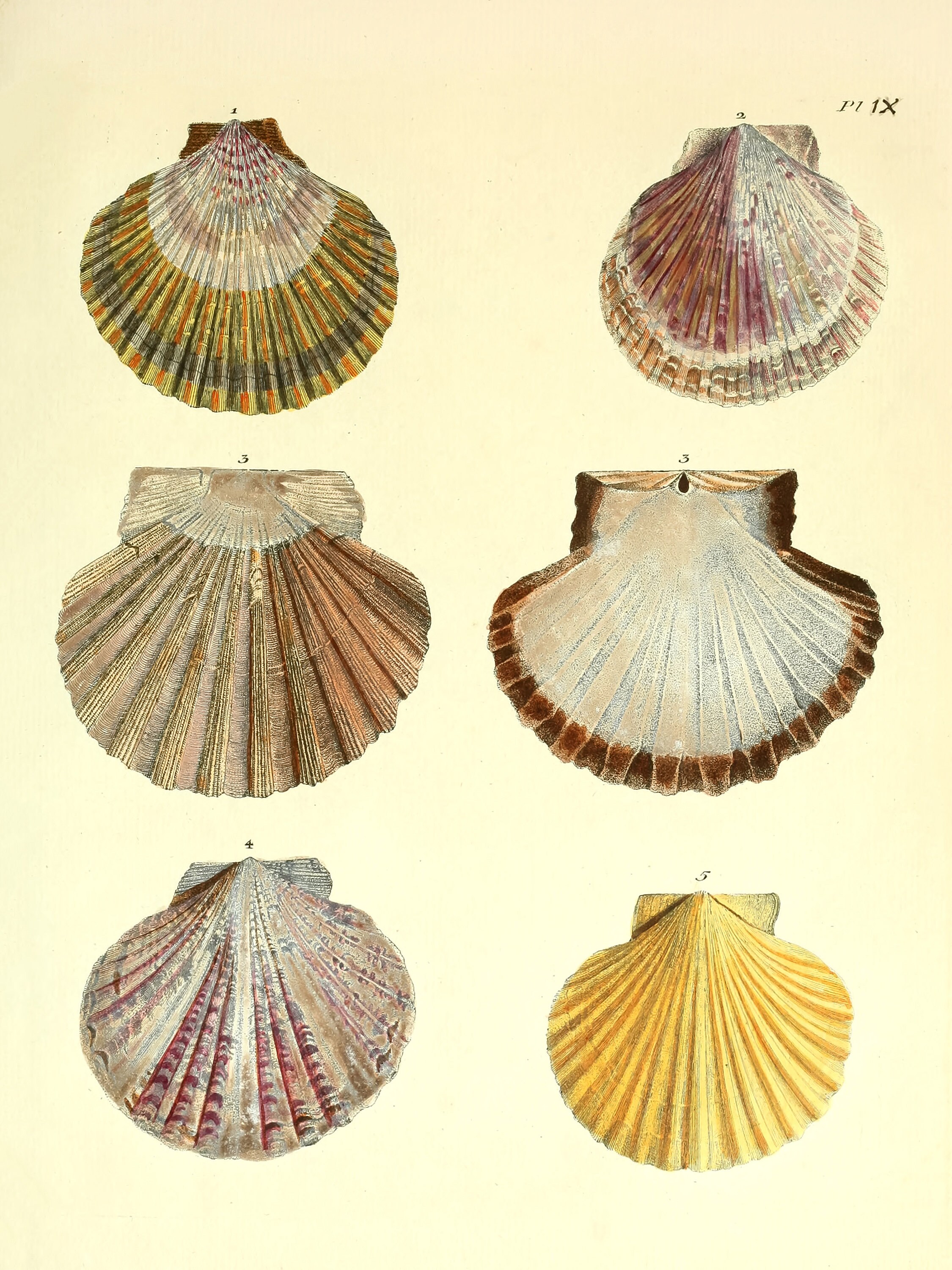 17 Shell Illustrations Natural History Shells of Britain | Vintage ...