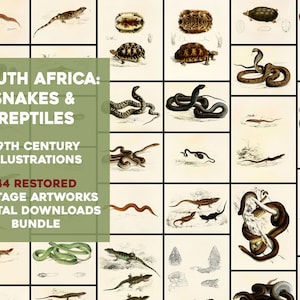44 Awesome Snakes and Reptile Illustration Plates Vintage Printable Wall Art Bundle Digital Download Frog Snakes Lizard Commercial Use
