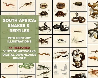 44 Awesome Snakes and Reptile Illustration Plates Vintage Printable Wall Art Bundle Digital Download Frog Snakes Lizard Commercial Use
