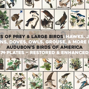 Może przedstawiać: Kolekcja 74 odrestaurowanych i ulepszonych płyt z Audubon's Birds of America, przedstawiająca ptaki drapieżne i duże ptaki, w tym jastrzębie, sójki, kruki, gołębie, sowy i głuszce.