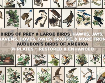 Birds of Prey & Large Birds Plates From Audubon's Birds of America Printable Wall Art Bundle Illustrations Digital Download Blue Jays Hawks