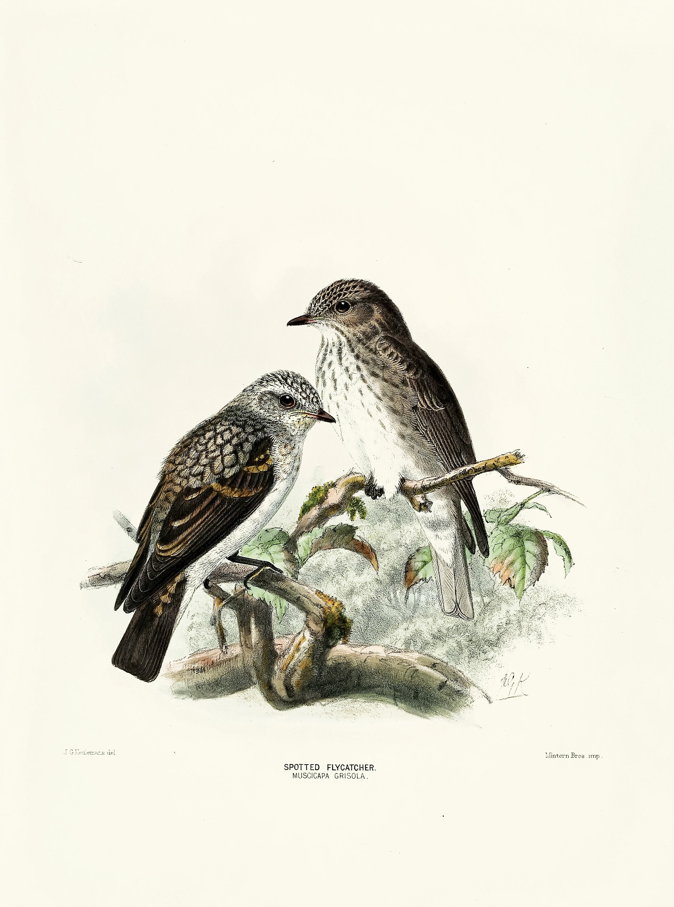 100年前の古書　希少　1923年　Birds and their young 100年前の古書 1923年 Birds and their young