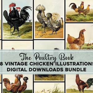 Complète poulet coq volaille Illustrations imprimable Wall Art/haute résolution Image Bundle téléchargement numérique coq ferme Homestead