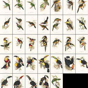 May include: A vintage illustration of various toucans and other tropical birds. The birds are depicted in a variety of poses, including flying, perched on branches, and feeding. The illustration is done in a detailed and realistic style, with vibrant colors and intricate details.